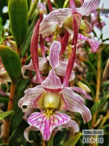 Dendrobium leporinum