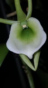 Angraecum eichlerianum