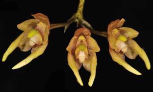 Bulbophyllum lepidum