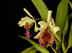 Cattleya dowiana var. aurea