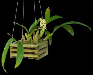 Coelogyne lentiginosa