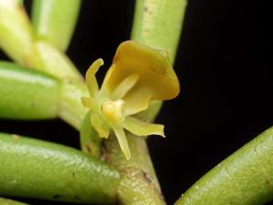 Adenoncos parviflora