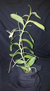 Angraecum eichlerianum