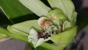 Coelogyne brachyptera