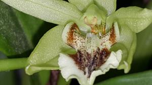 Coelogyne brachyptera