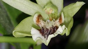 Coelogyne brachyptera