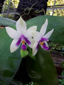 Phalaenopsis bellina