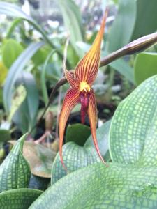 Bulbophyllum vanvuurenii