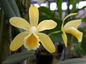 Cattleya luteola