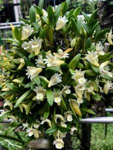 Dendrobium pachyphyllum