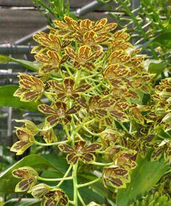 Grammatophyllum scriptum