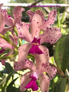 Cattleya amethystoglossa