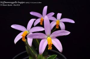 Cattleya longipes