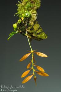 Bulbophyllum wallichii