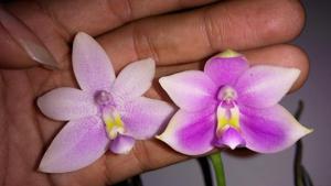 Phalaenopsis violacea