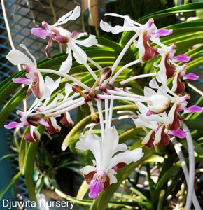 Vanda lamellata