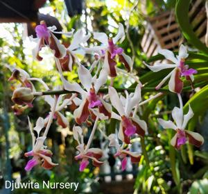 Vanda lamellata