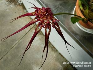 Bulbophyllum wendlandianum