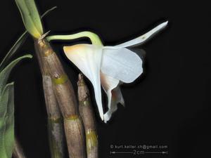 Dendrobium christyanum