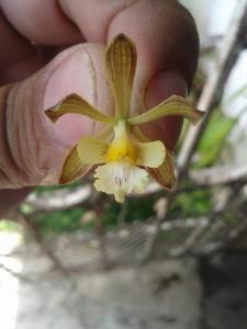 Encyclia adenocarpos