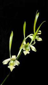 Dendrobium archipelagense