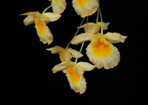 Dendrobium lindleyi