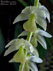 Coelogyne cobbiana