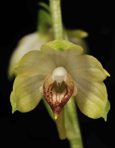 Calanthe alpina