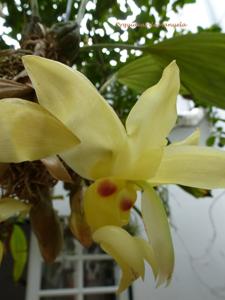 Stanhopea warszewicziana