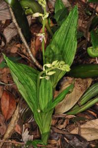 Calanthe brevicornu