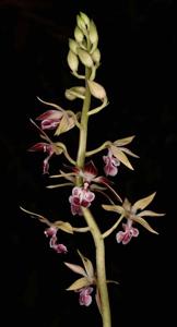 Calanthe brevicornu