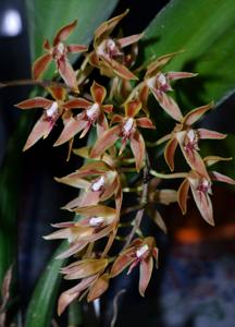 Macradenia multiflora