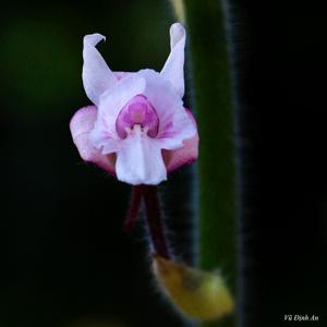Calanthe cardioglossa