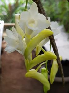 Dendrobium arcuatum