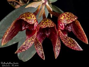 Bulbophyllum frostii