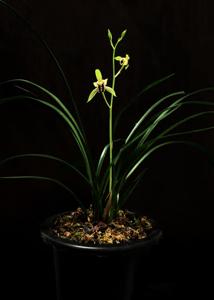 Cymbidium ensifolium