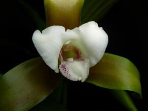 Lycaste panamanensis