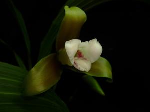 Lycaste panamanensis