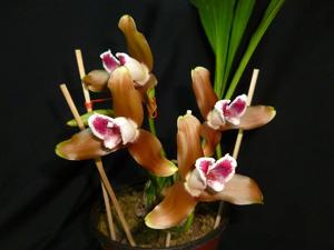 Lycaste measuresiana