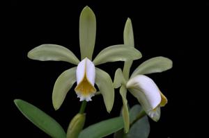 Cattleya forbesii