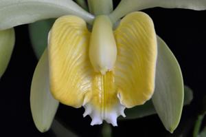 Cattleya forbesii