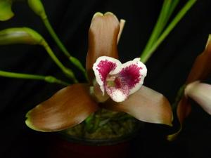 Lycaste measuresiana