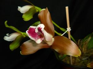 Lycaste measuresiana