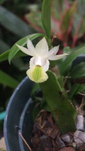 Dendrobium trinervium