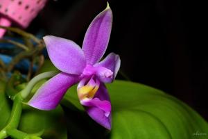 Phalaenopsis violacea