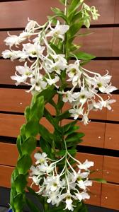 Dendrobium dearei