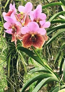 Vanda sanderiana