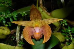 Bulbophyllum lobbii