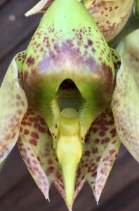 Catasetum maculatum