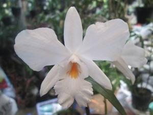 Dendrobium infundibulum
